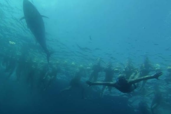 Ein bisschen wie beim "Weißen Hai" - aber völlig ungefährlich: Die Thunfische umrunden die Urlauber auf der Suche nach Fischen, berühren sie aber niemals.