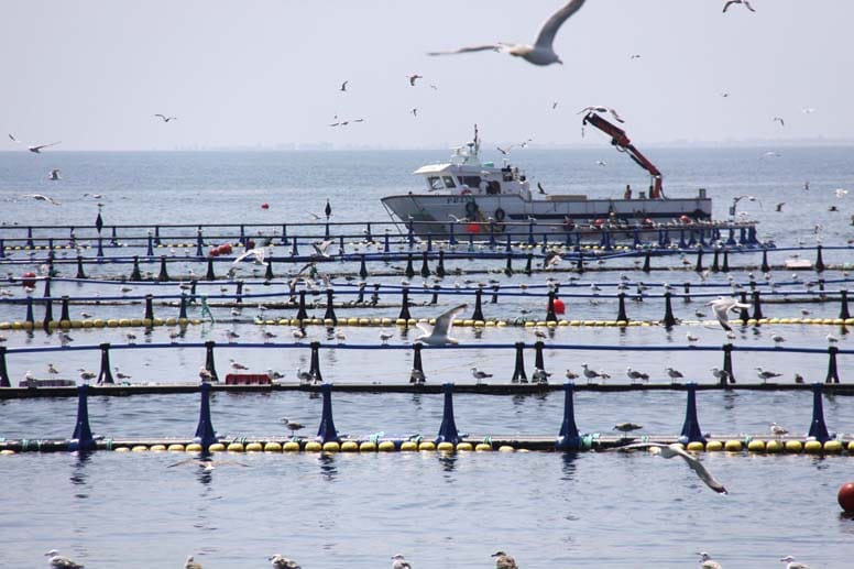 Umkreist von Möwen: Rund 6000 Thunfische hält die Balfeó-Gruppe in den acht Meeresbecken an der Costa Dorada.