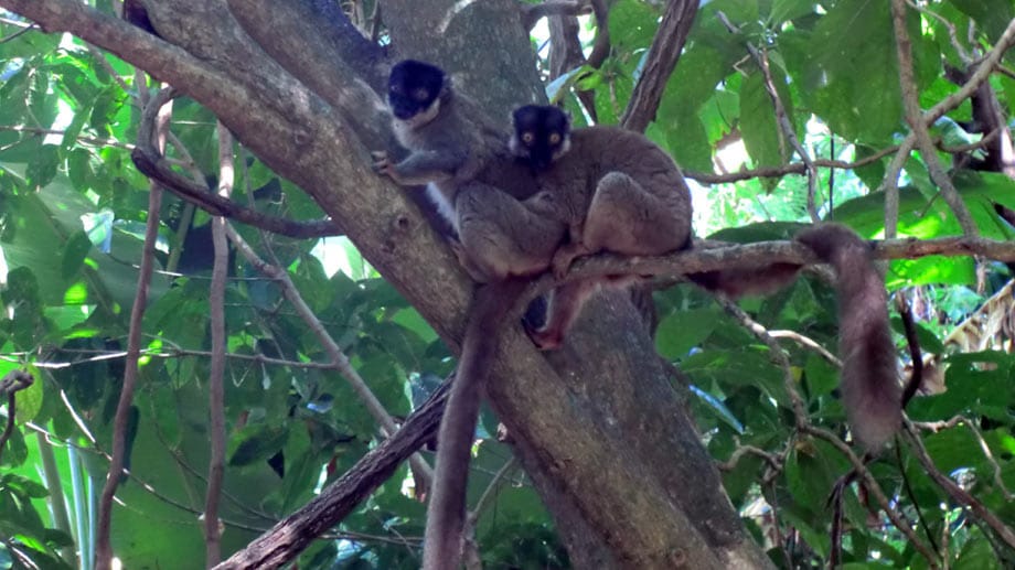 Lemuren leben ausschließlich auf Madagaskar. Die Insel zählt mehr als 100 Arten. Die braunen Lemuren gehören zur größten Gruppe und werden circa 40 bis 50 Zentimeter lang.