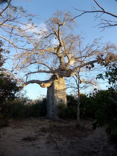 Nicht zu übersehen: Afrikanischer Affenbrotbaum, Baobab.