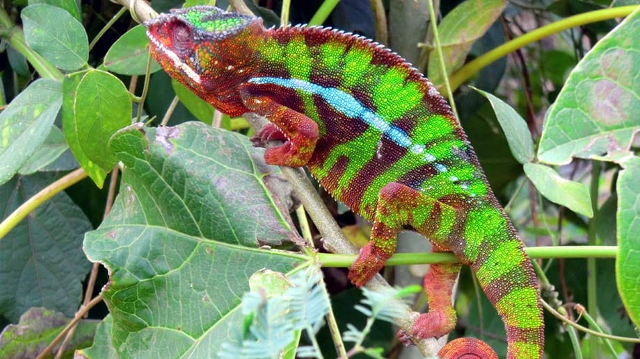 Sieht man öfter auf Madagaskar: Chamäleons können ihre Augen unabhängig voneinander bewegen und die Farbe wechseln.