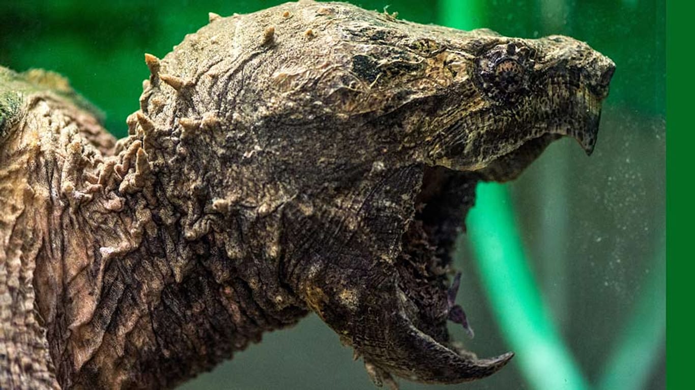 Geierschildkröten sehen ziemlich gefährlich aus