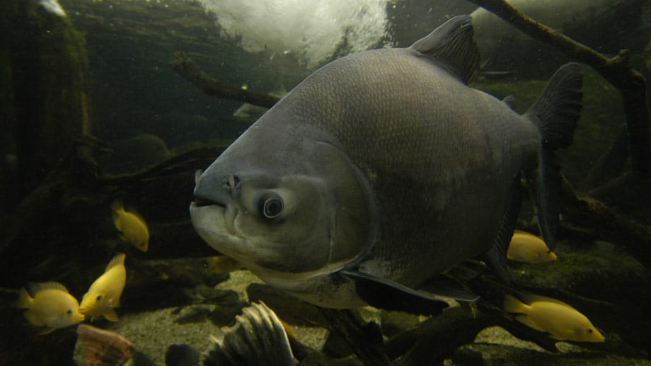 Der Pacu (im Bild) ist eine friedlichere Variante des Piranhas.