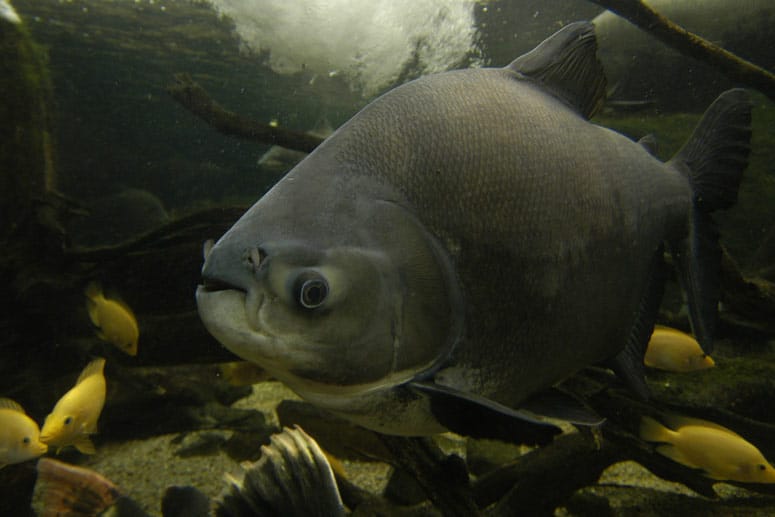 Der Pacu (im Bild) ist eine friedlichere Variante des Piranhas.