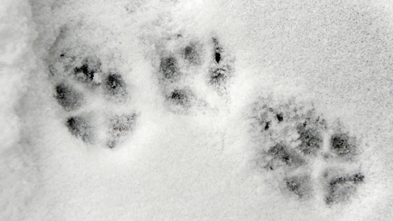 Die Spuren eines Fuchses im Schnee