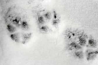 Die Spuren eines Fuchses im Schnee