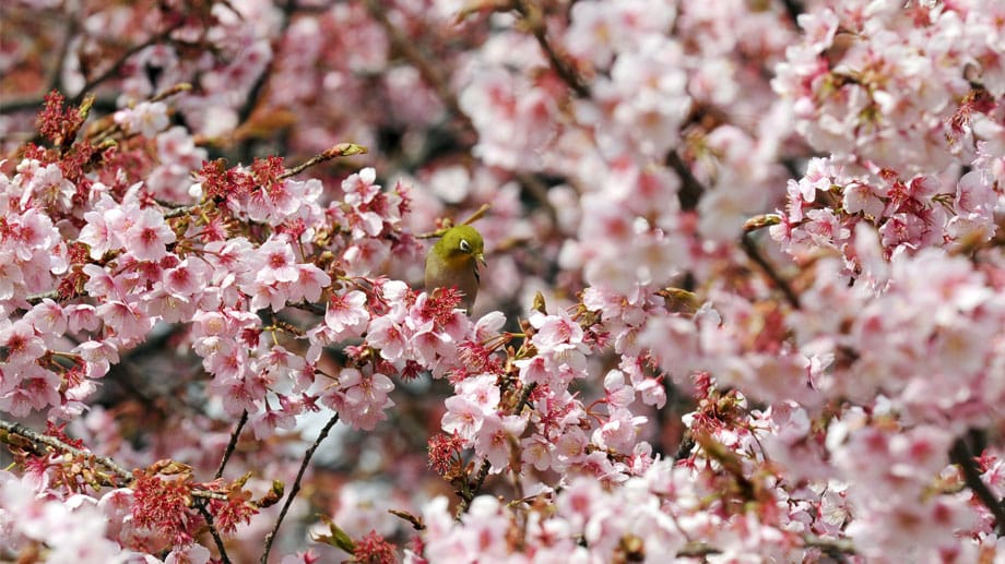 Wenn im Frühling die Kirschbäume blühen, steht Japan zwei Wochen lang Kopf.