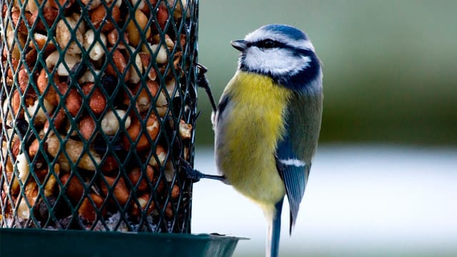 Vögel füttern im Winter? Es gibt Vor- und Nachteile