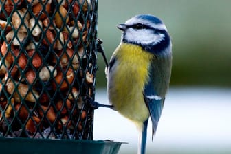 Vögel füttern im Winter? Es gibt Vor- und Nachteile