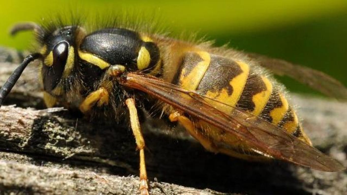 Wespen haben im Spätsommer einen Großteil ihrer Lebenszeit schon hinter sich - ihre Nester stehen bald leer.