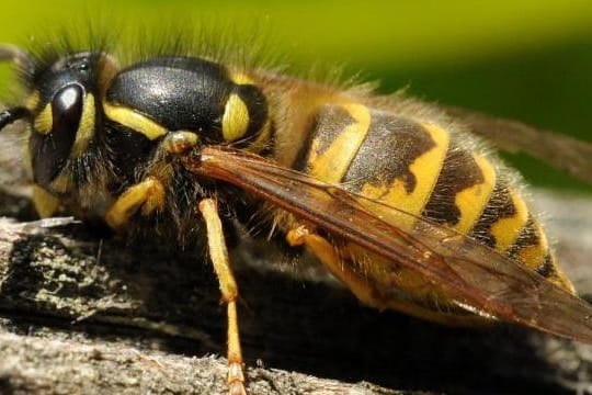 Wespen haben im Spätsommer einen Großteil ihrer Lebenszeit schon hinter sich - ihre Nester stehen bald leer.