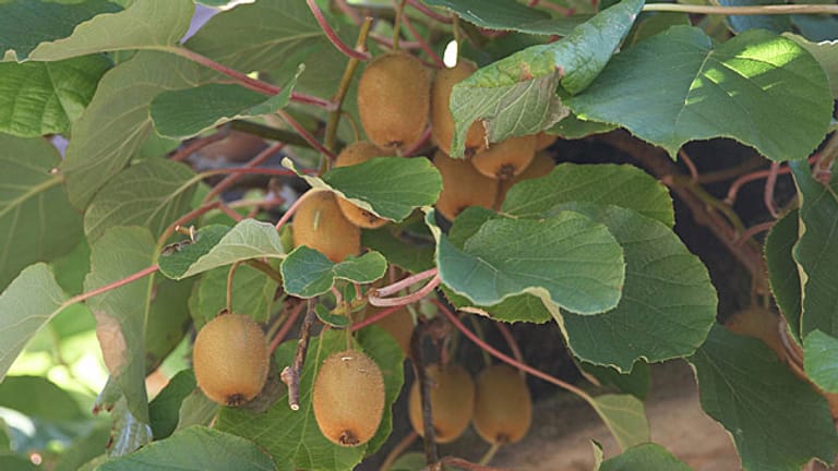 Kiwi und exotisches Obst im eigenen Garten pflanzen