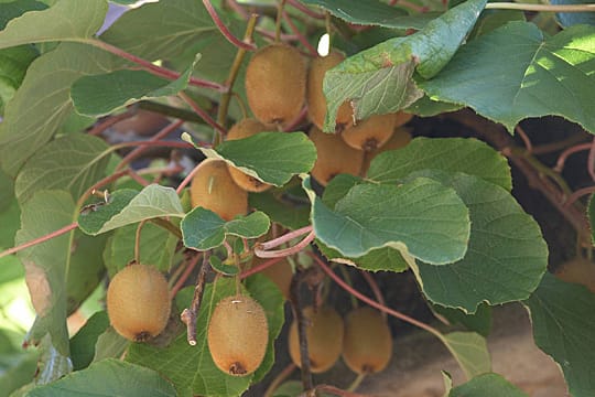 Kiwis wachsen auch in heimischen Gärten.