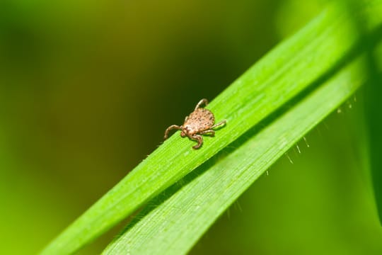 Grasmilben im Rasen bekämpfen: Vertikutieren kann helfen