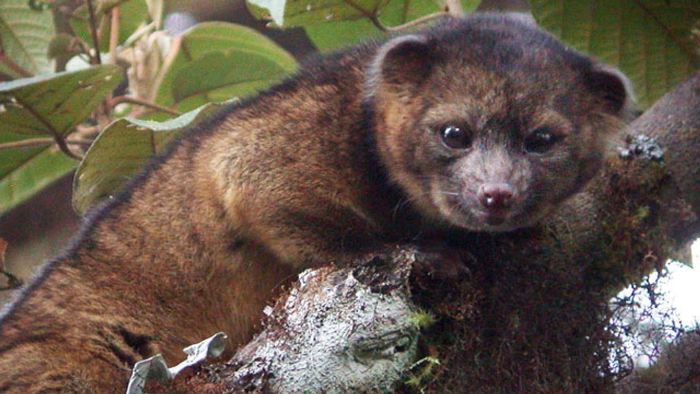 Forscher entdecken neue Tierart: den Olinguito