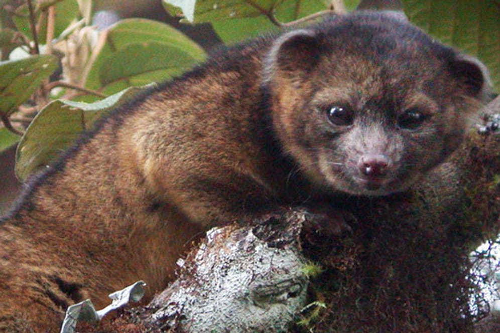 Forscher entdecken neue Tierart: den Olinguito