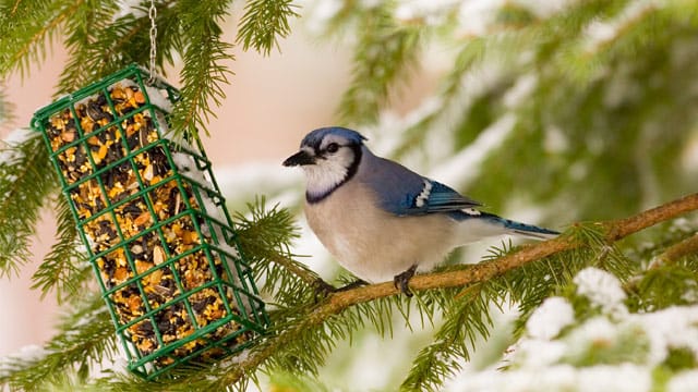 Für Vogelfutter eignen sich Futtersilos hervorragend