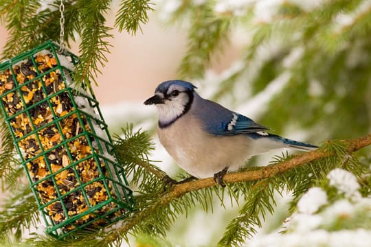 Für Vogelfutter eignen sich Futtersilos hervorragend