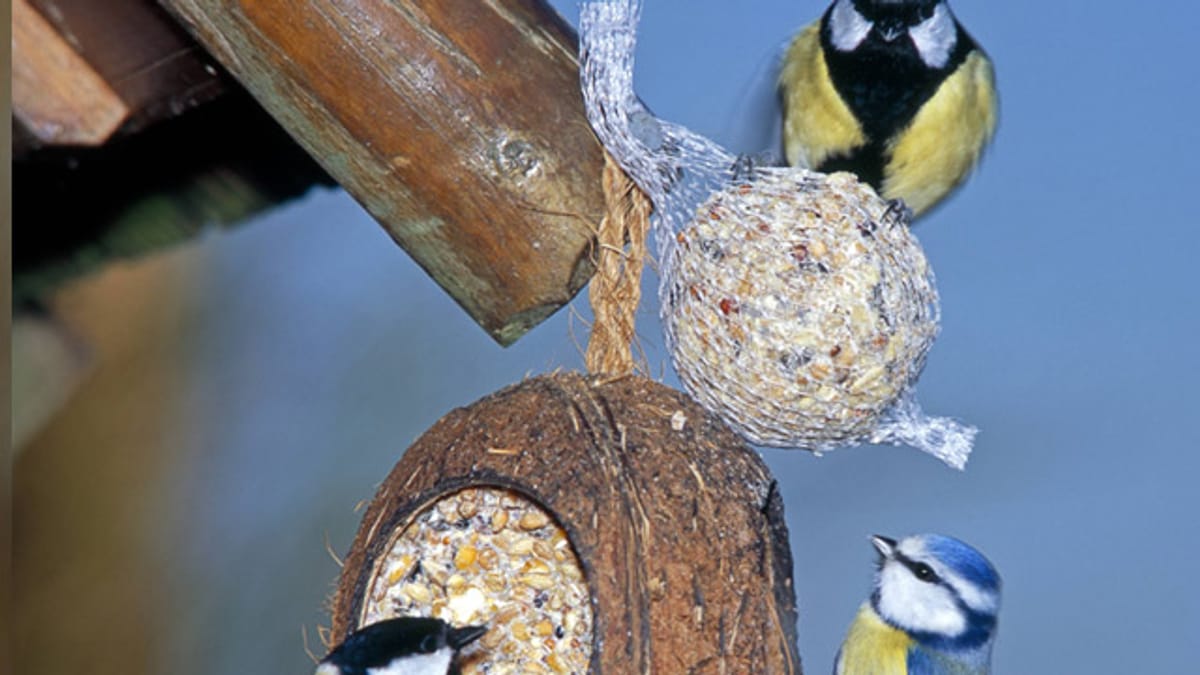 Mietrecht Vögel füttern auf dem Balkon ist erlaubt