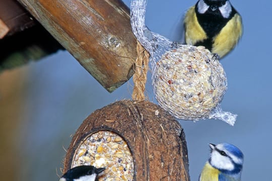 Das Füttern von Vögeln darf nicht durch die Hausordnung oder den Mietvertrag verboten werden