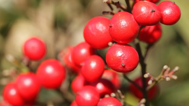 Stechender Mäusedorn wird gerne zum Kränze binden verwendet