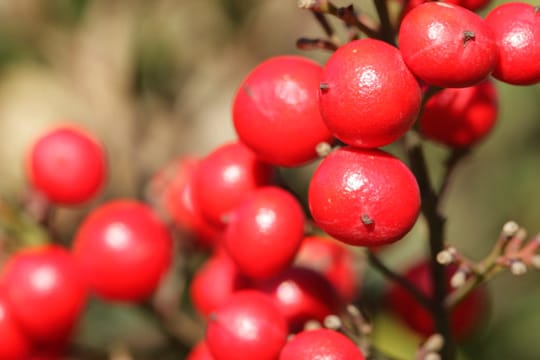 Stechender Mäusedorn wird gerne zum Kränze binden verwendet