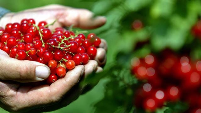 Johannisbeeren sind sehr beliebte Beerensträucher