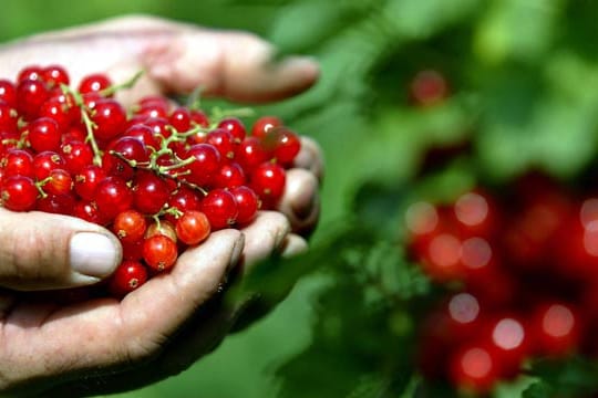 Johannisbeeren sind sehr beliebte Beerensträucher