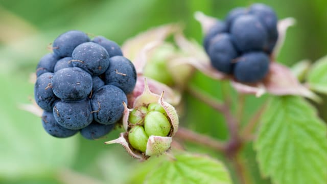 Kratzbeeren sind verwandt mit Brombeeren