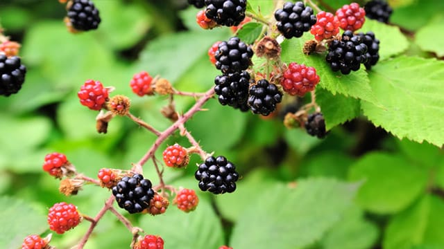 Brombeeren am besten am Spalier hochziehen