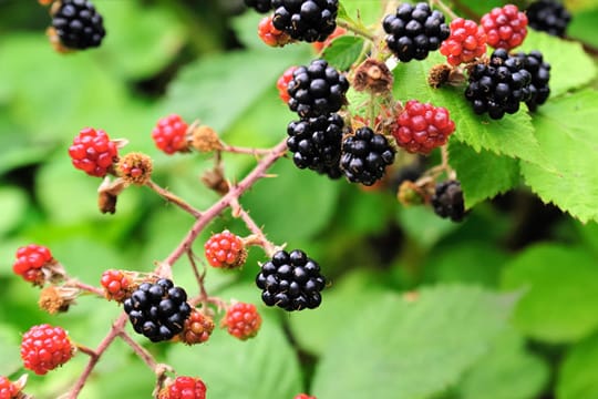 Brombeeren am besten am Spalier hochziehen