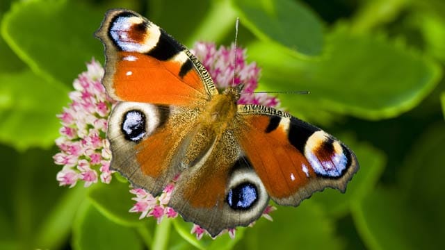 Schmetterlinge helfen beim Bestäuben der Blumen