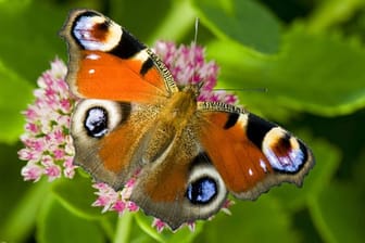 Schmetterlinge helfen beim Bestäuben der Blumen