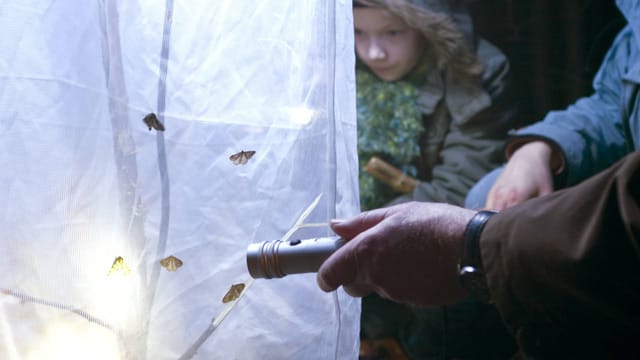 Mit Lichtquellen und weißen Laken lassen sich Nachtfalter anlocken