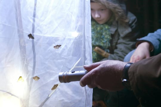 Mit Lichtquellen und weißen Laken lassen sich Nachtfalter anlocken