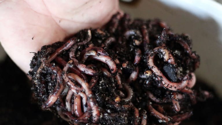 Auf der Wurmfarm: aus zwei Würmern sind bereits vier Millionen geworden