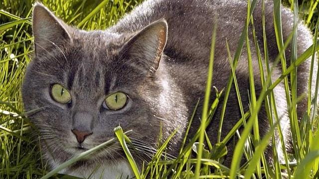 Heißhunger auf Eiweiß: Wer seiner schwangeren Katze Gutes tun will, mischt ihr Quark, Eigelb oder Getreideflocken unters Futter.