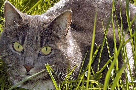 Heißhunger auf Eiweiß: Wer seiner schwangeren Katze Gutes tun will, mischt ihr Quark, Eigelb oder Getreideflocken unters Futter.