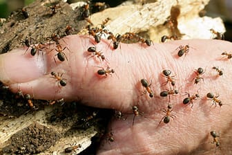 Superkolonien von Ameisen auf dem Vormarsch