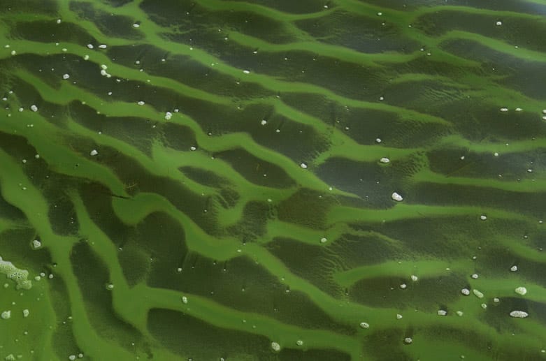 Blaualgen, die eigentlich keine Algen, sondern Cyanobakterien sind, können Haut und Schleimhäute reizen.