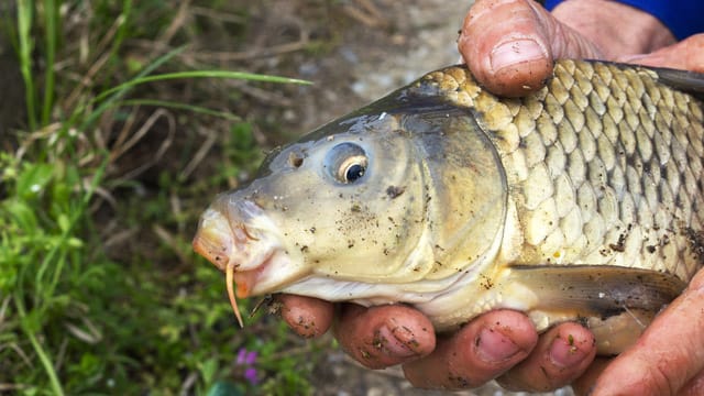 Angeln: Karpfen (Cyprinus carpio).