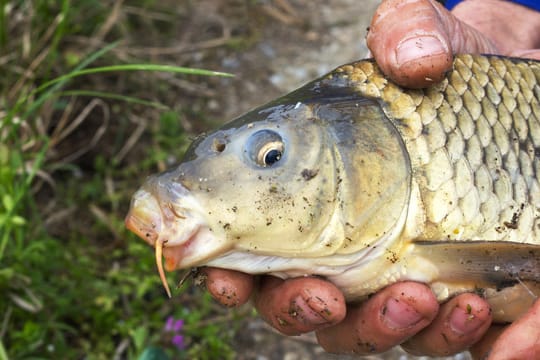 Angeln: Karpfen (Cyprinus carpio).