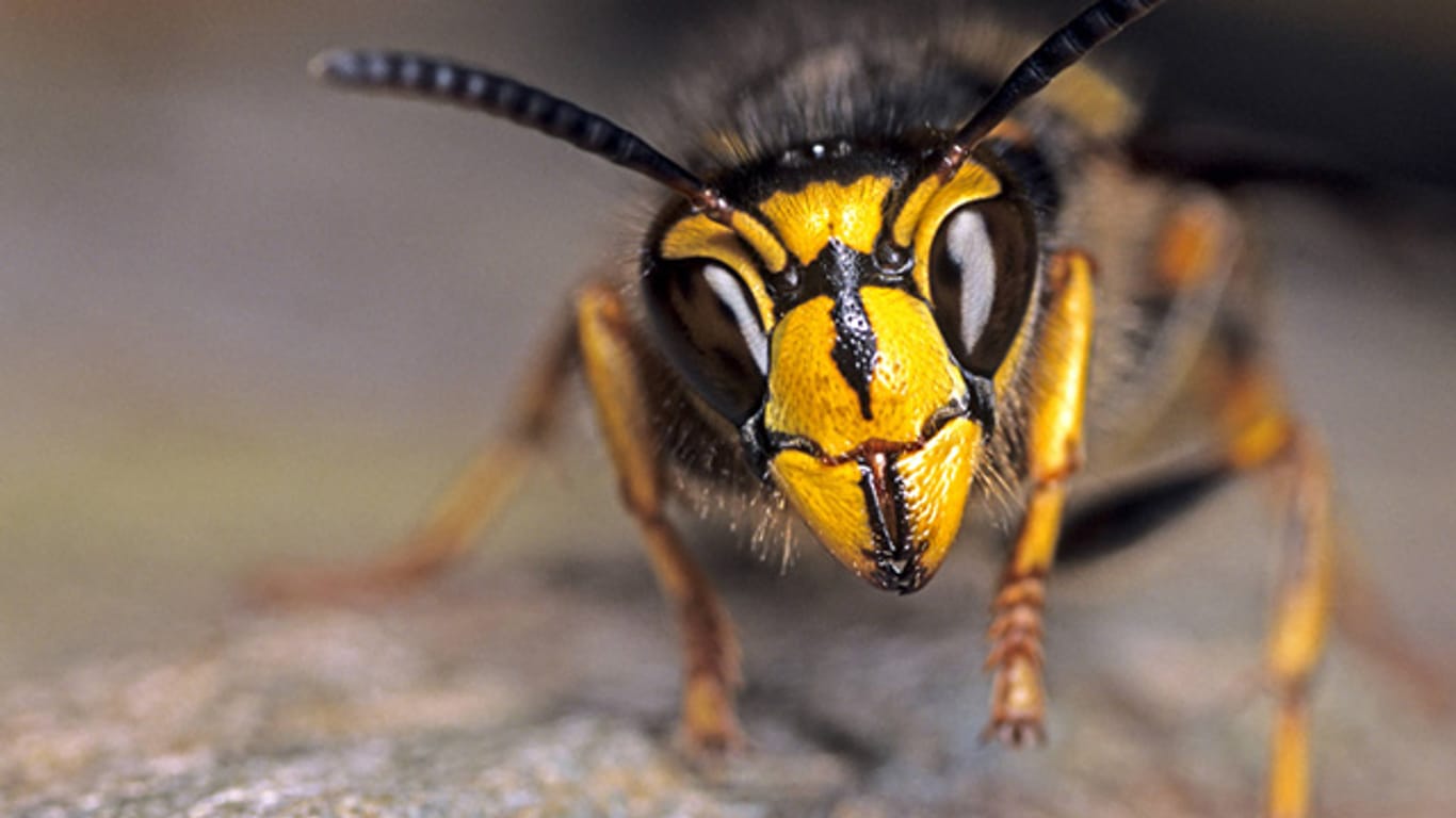 Im Spätsommer sind die Wespen hungrig - und zögern nicht, ihren Stachel einzusetzen.