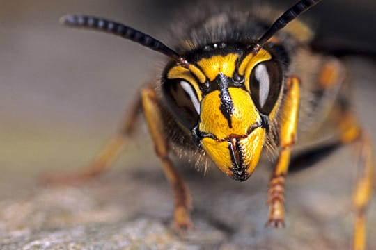 Im Spätsommer sind die Wespen hungrig - und zögern nicht, ihren Stachel einzusetzen.