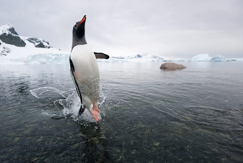 Pinguine zeigen gefräßigem Seeleoparden die lange Nase Pinguine zeigen gefräßigem Seeleoparden die lange Nase