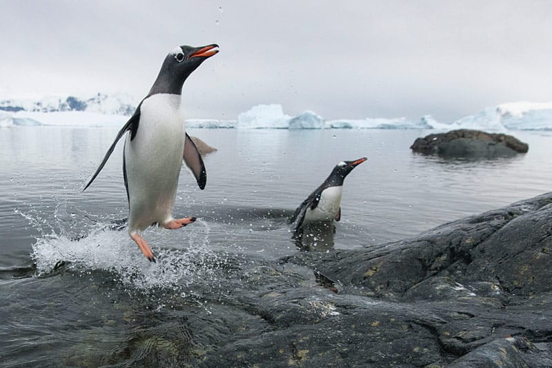 Pinguine zeigen gefräßigem Seeleoparden die lange Nase Pinguine zeigen gefräßigem Seeleoparden die lange Nase