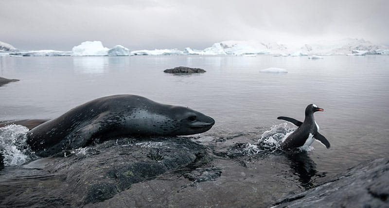 Pinguine zeigen gefräßigem Seeleoparden die lange Nase Pinguine zeigen gefräßigem Seeleoparden die lange Nase