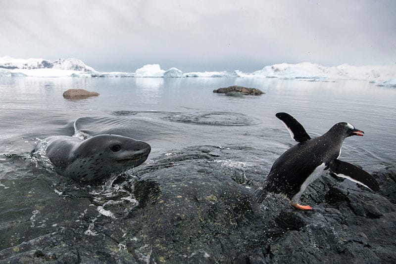 Pinguine zeigen gefräßigem Seeleoparden die lange Nase Pinguine zeigen gefräßigem Seeleoparden die lange Nase