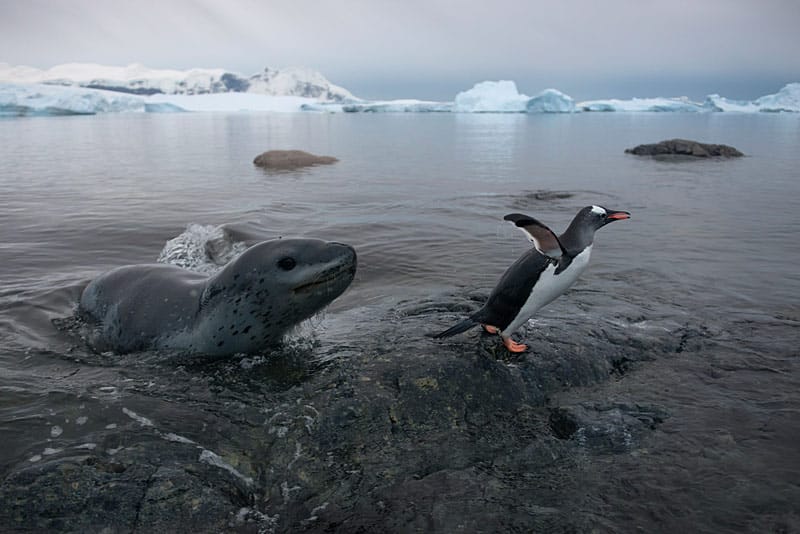 Pinguine zeigen gefräßigem Seeleoparden die lange Nase Pinguine zeigen gefräßigem Seeleoparden die lange Nase