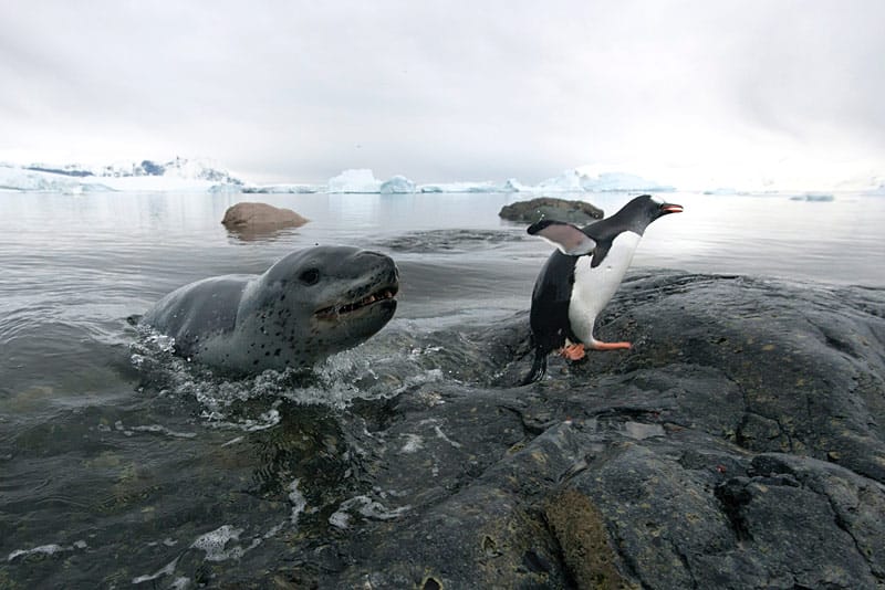 Pinguine zeigen gefräßigem Seeleoparden die lange Nase Pinguine zeigen gefräßigem Seeleoparden die lange Nase